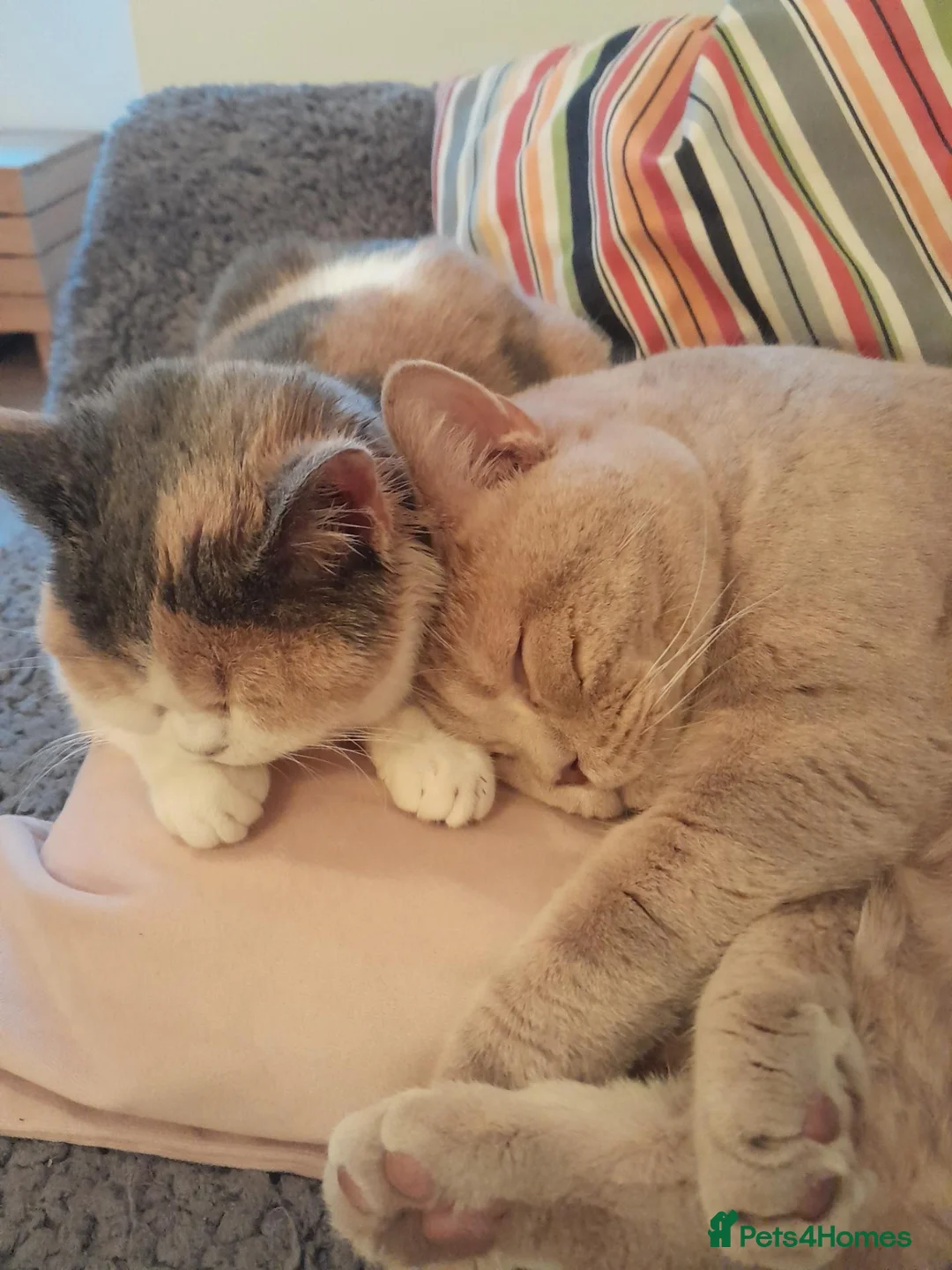 British Shorthair cats for sale: Female british shorthair - Advert 4