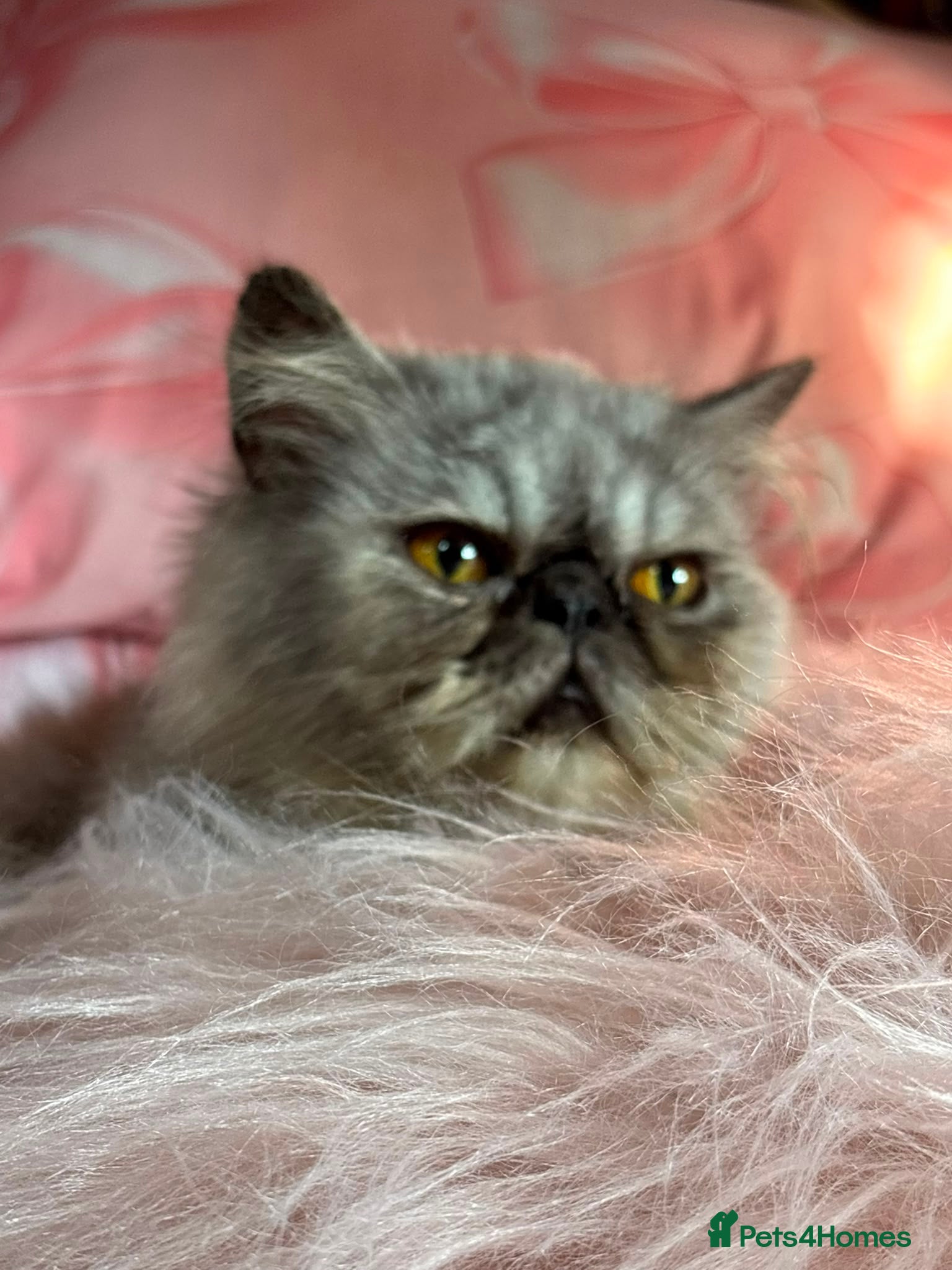 Persian cats Gorgeous  ** d exotic persian - Advert 5