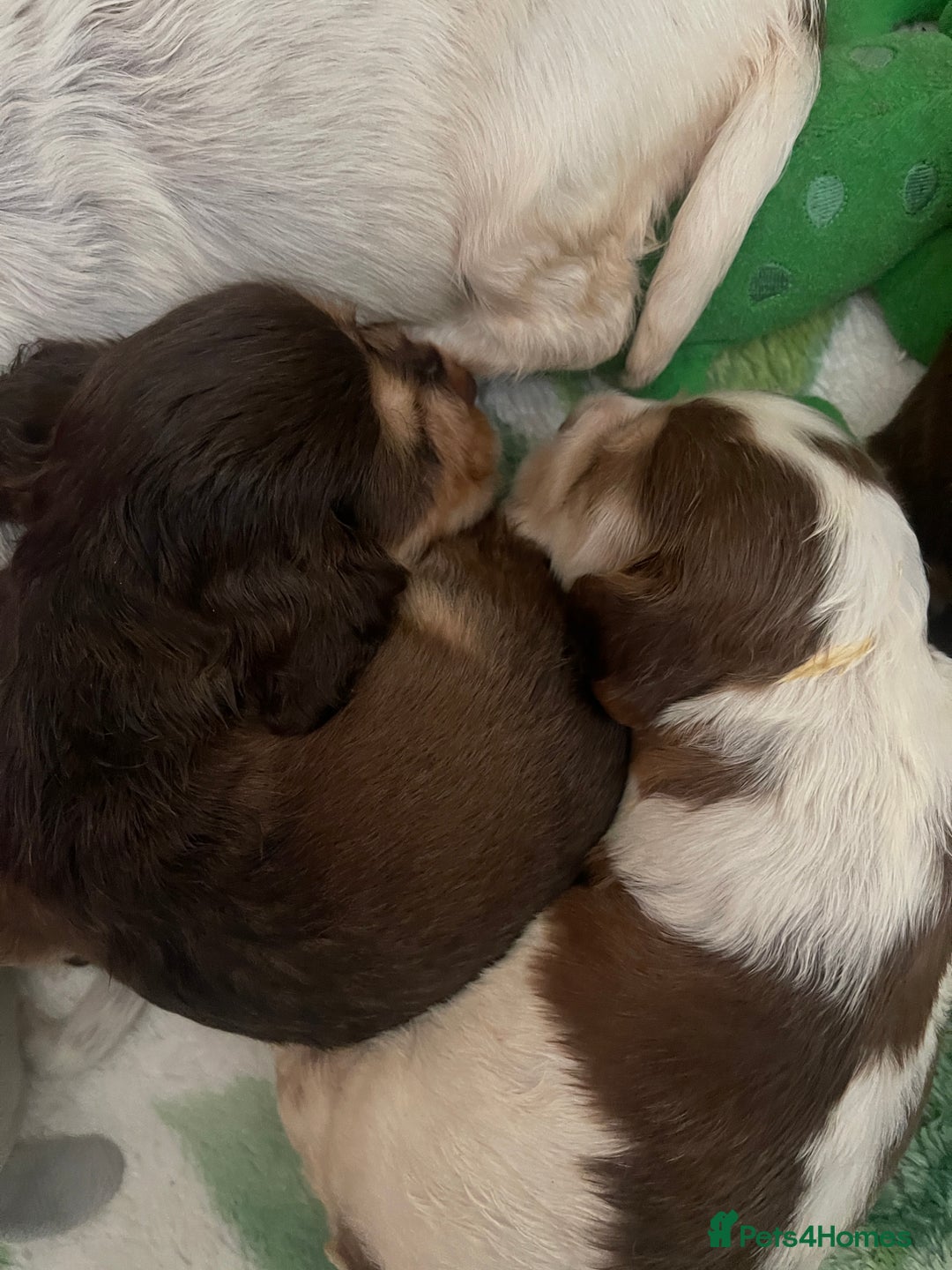 Cocker Spaniel dogs for sale: KC Show Cockers - 1 Girl , 3 Boys remaining! - Image 37