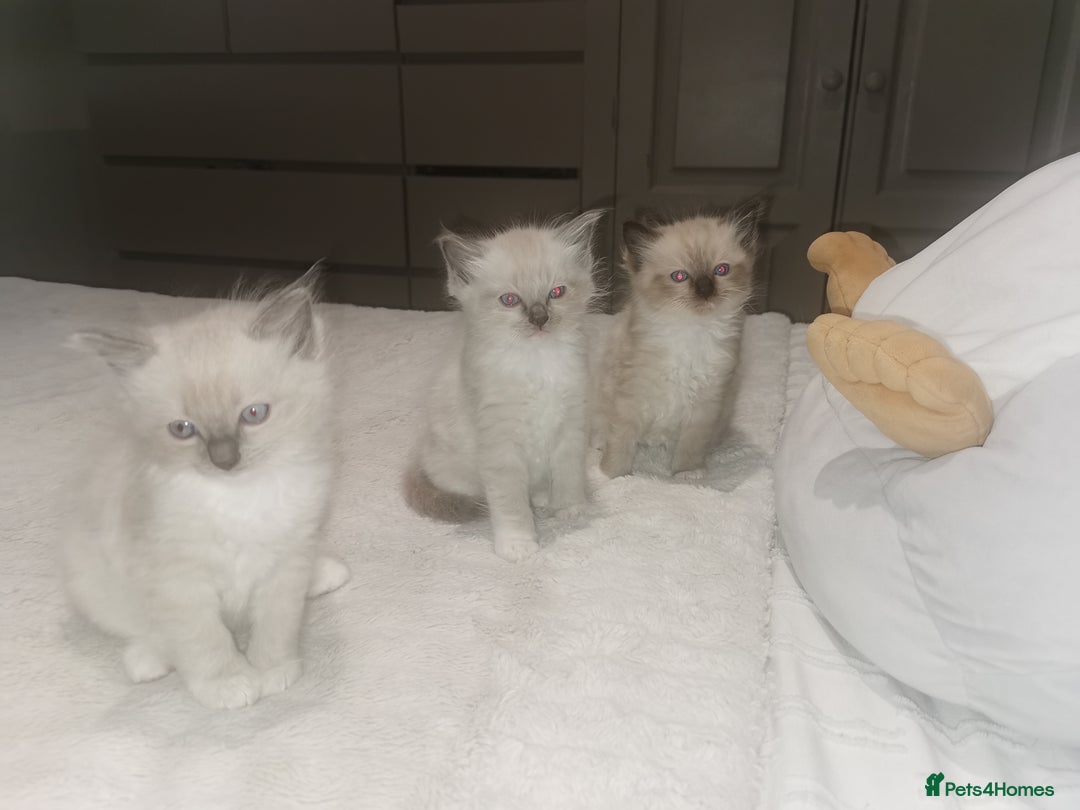 Ragdoll cats for sale: Ragdoll kittens - Image 5