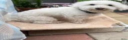 Bichon Frise dogs for sale: Rehome in London - Advert 1