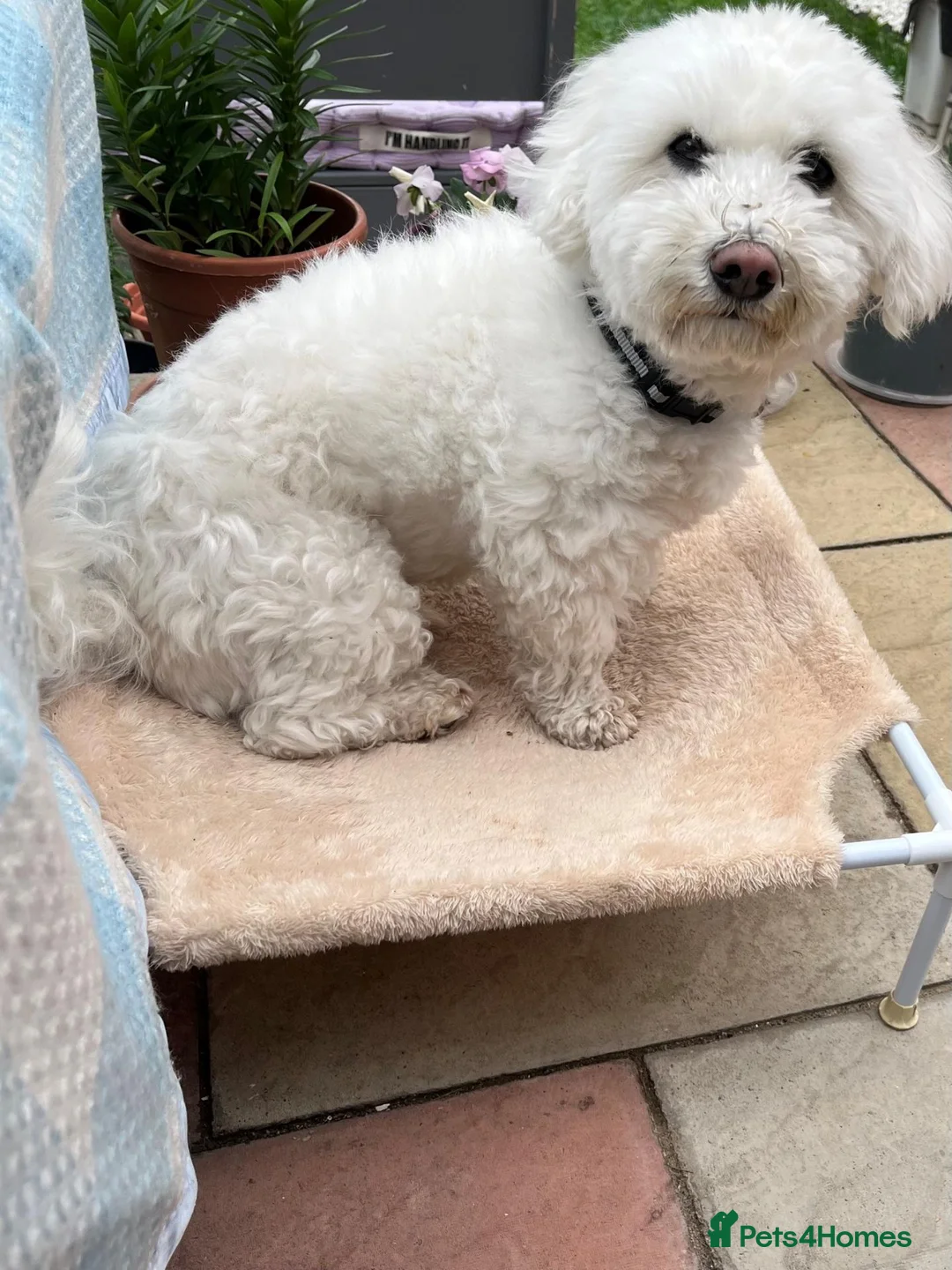 Bichon Frise dogs for sale: Rehome in London - Advert 1