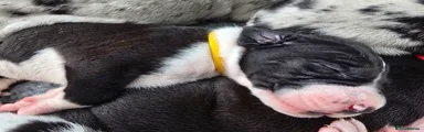 Great Dane Puppy 5 - Calamity