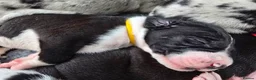 Great Dane dogs for sale: Southern Frontier Litter in Newport - Advert 13