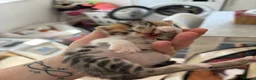 Bengal cats for sale: Beautiful Bengal mixed kitten🐆ready now!  - Advert 15
