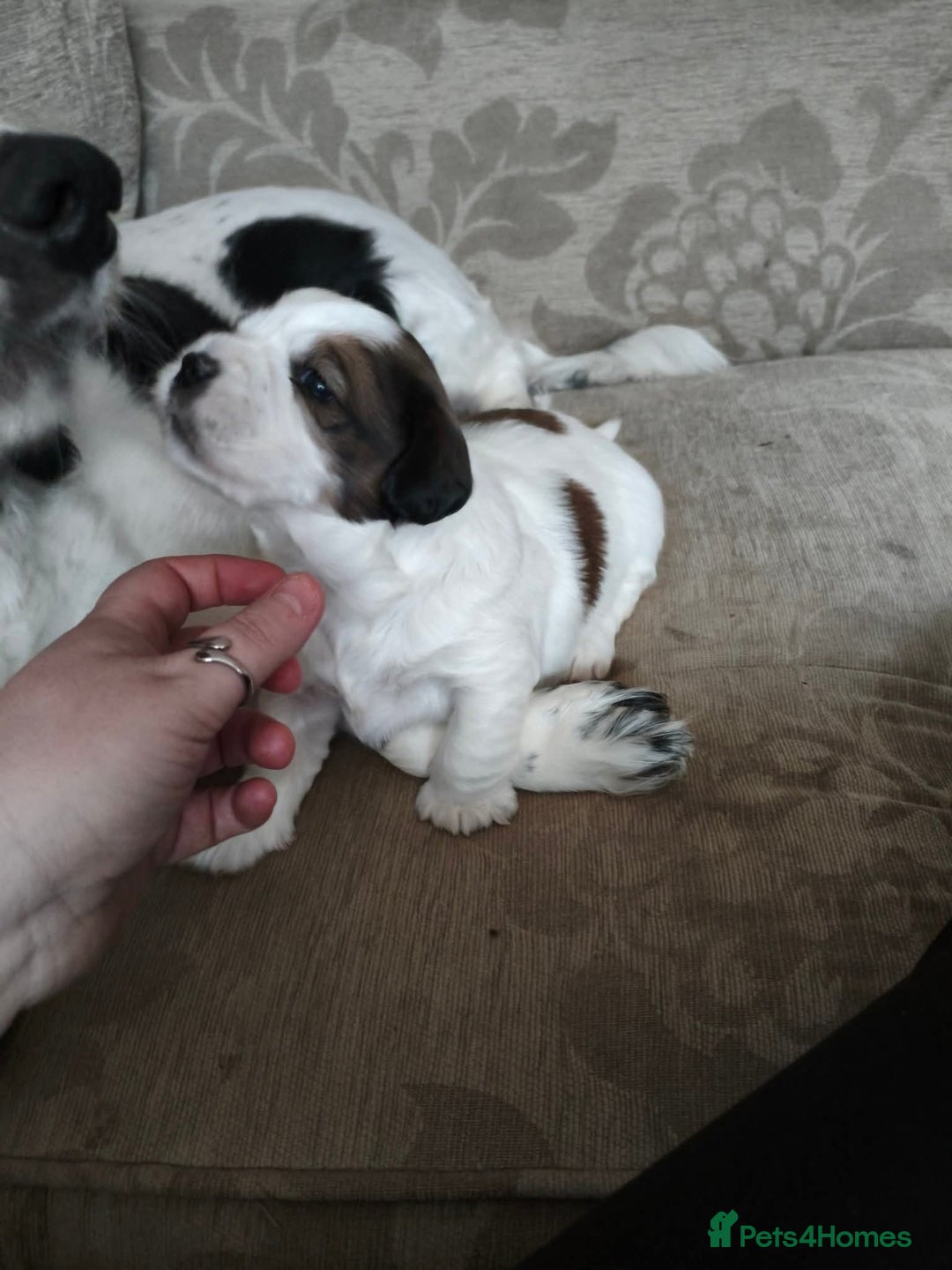 Mixed Breed dogs for sale: 2 Gorgeous male cocker Bassett x Shichon pups  - Image 6