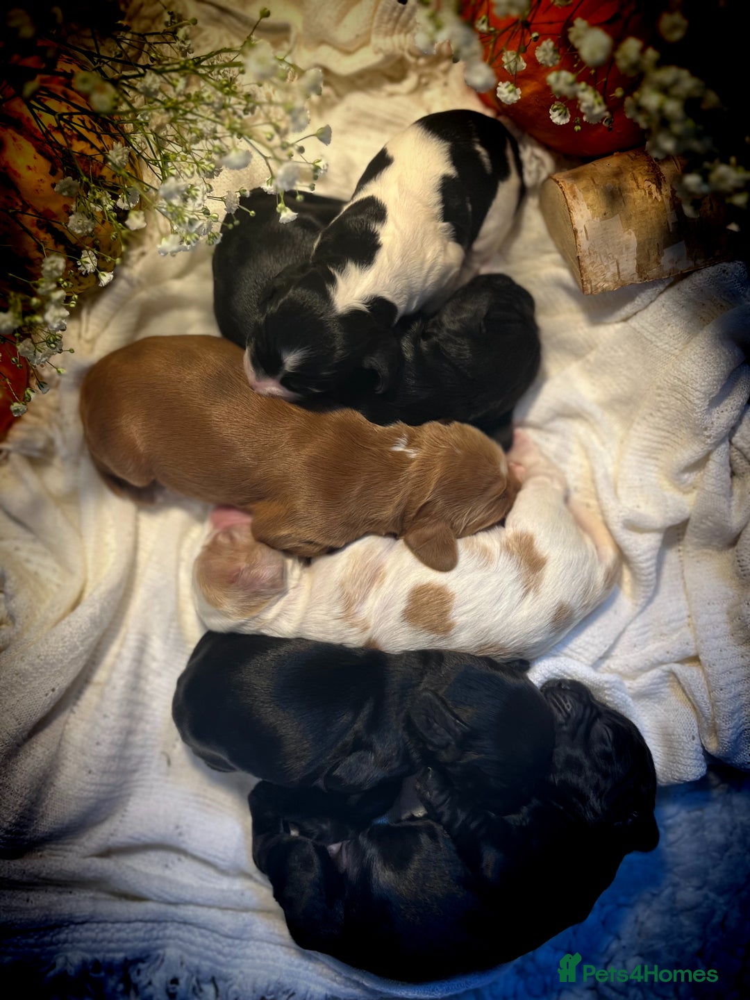 Cocker Spaniel dogs for sale: FAMILY RAISED SHOW TYPE COCKER SPANIEL PUPPIES - Advert 12
