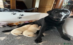 Labrador Retriever dogs for sale: Fabulous KC registered labradors - Image 28