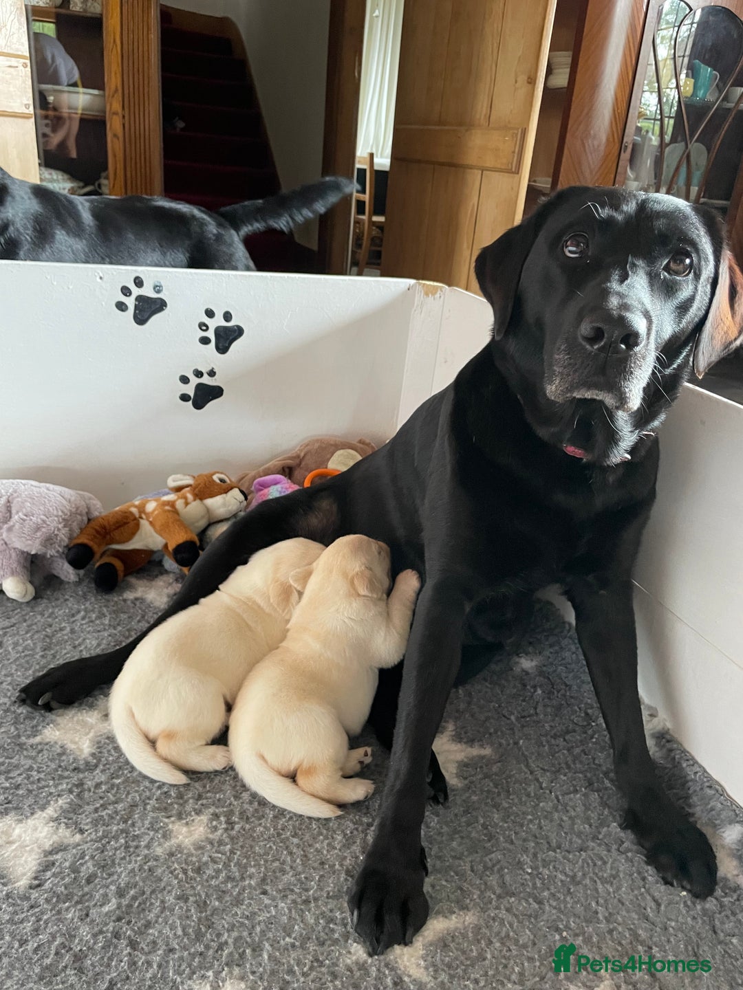 Labrador Retriever dogs for sale: Fabulous KC registered labradors - Image 28