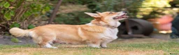 Welsh Corgi Pembroke dogs for sale: Show quality Pembrokeshire corgi READY NOW!!! - Advert 10