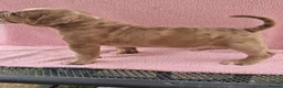 American Bully dogs for sale: Champion ABKC Line Bully Pups - Advert 31