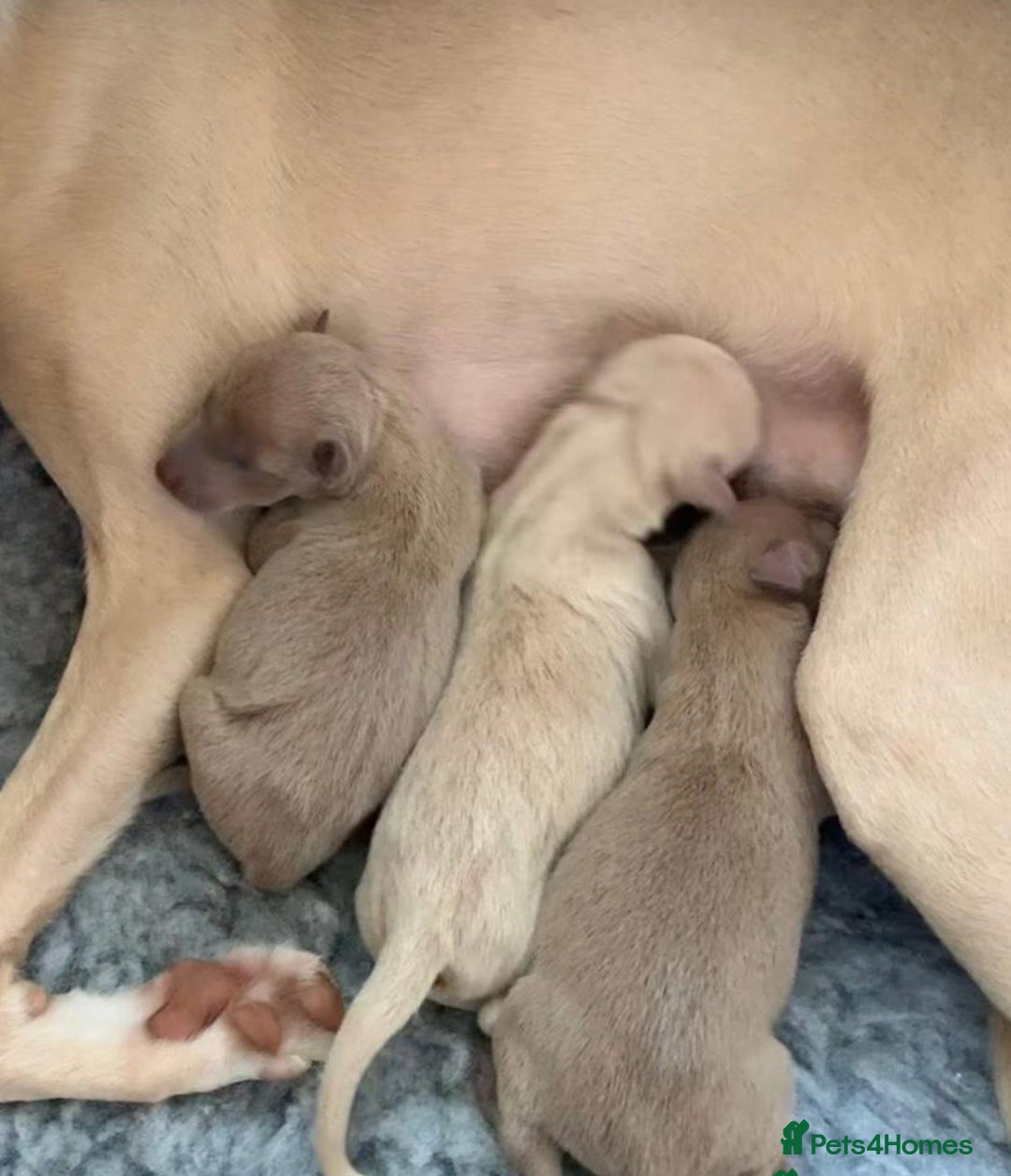 Italian Greyhound dogs for stud: MR MILO AT STUD ( HEALTH TESTED ) in Batley - Advert 18