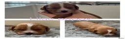 Cavapoo dogs for sale: Gorgeous F1 Cavapoo puppies. Health tested parents - Advert 23