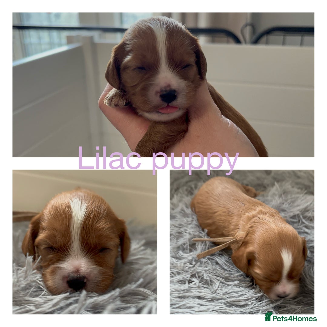 Cavapoo dogs for sale: Gorgeous F1 Cavapoo puppies. Health tested parents - Advert 23
