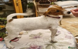 Jack Russell dogs for sale: Beautiful JR pups Ready Now - Image 3