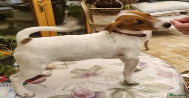 Jack Russell dogs - Advert 9