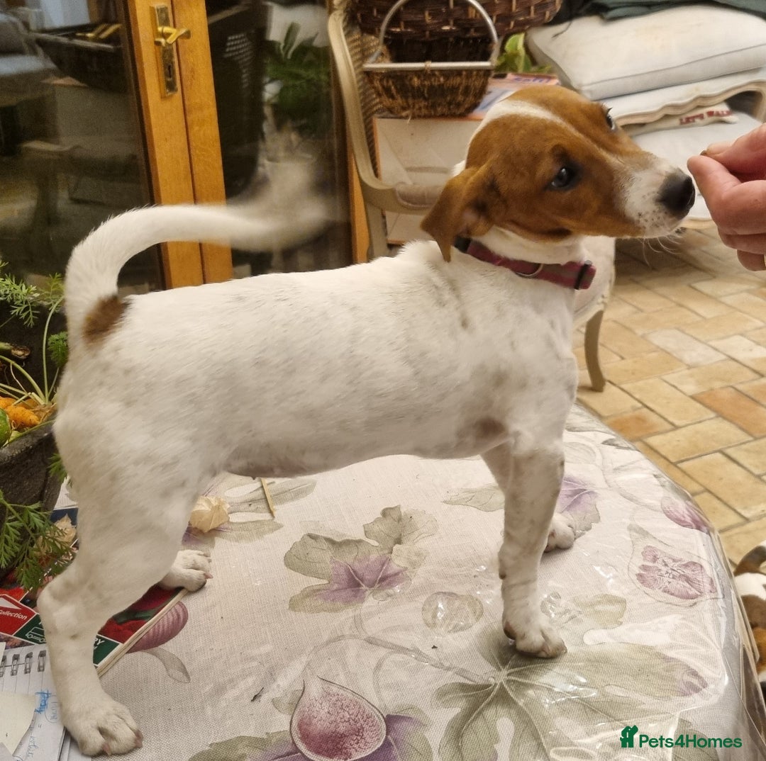 Jack Russell dogs for sale: Beautiful JR pups Ready Now - Image 3