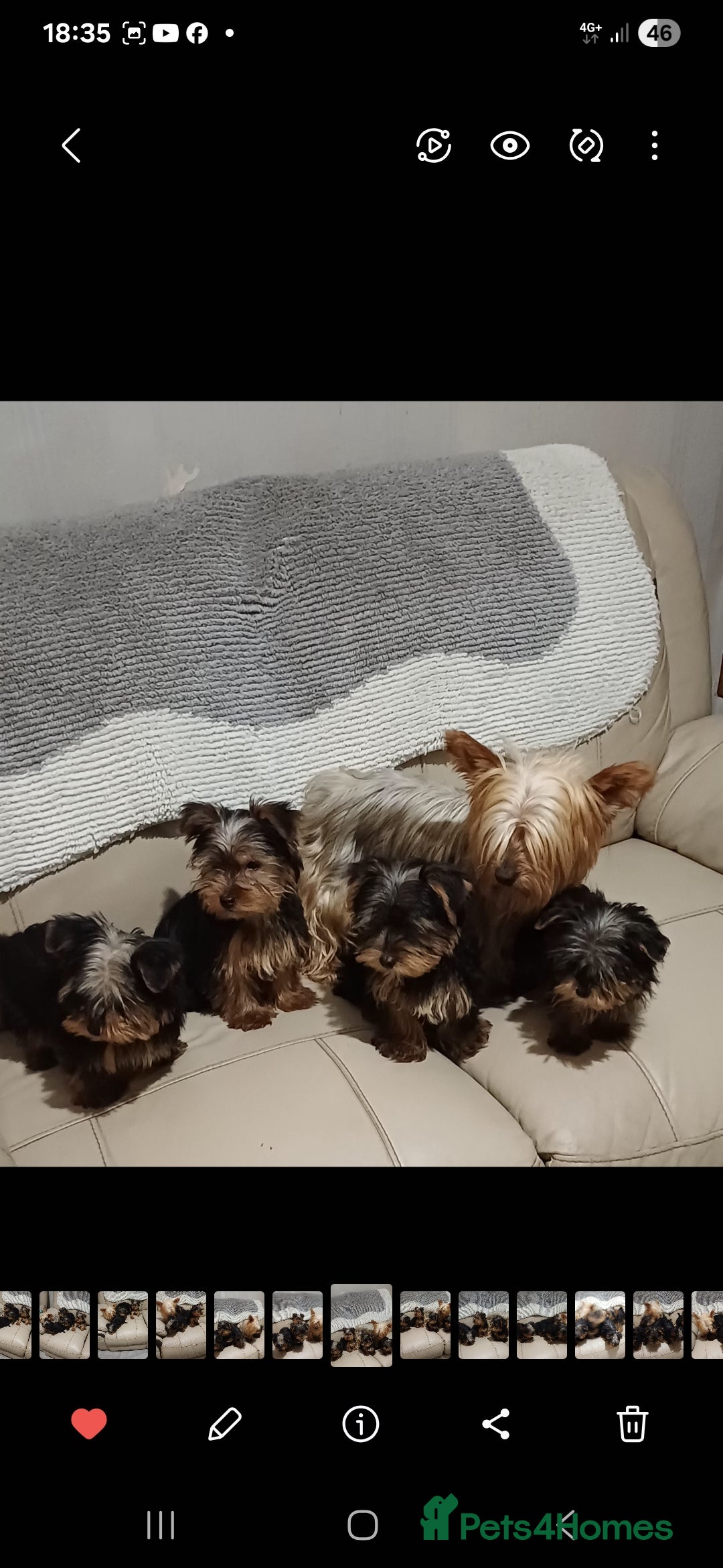 Yorkshire Terrier dogs 5 beautiful yorkshire terrier puppies for sale - Advert 17