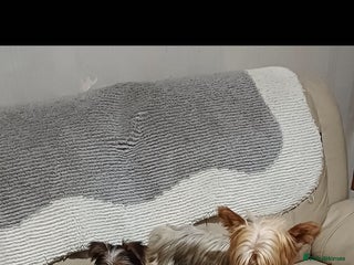 Yorkshire Terrier dogs 5 beautiful yorkshire terrier puppies for sale - Advert 1