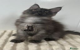Maine Coon cats for sale: TICA Maine Coon boy male black smoke XXL  - Image 6