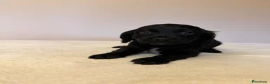 Cockapoo 4