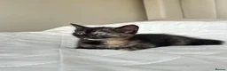 Mixed Breed cats for sale: Kittens - Advert 18
