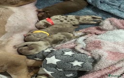 American Bully dogs for sale: Beautiful litter of 5 pocket bullies  - Image 1