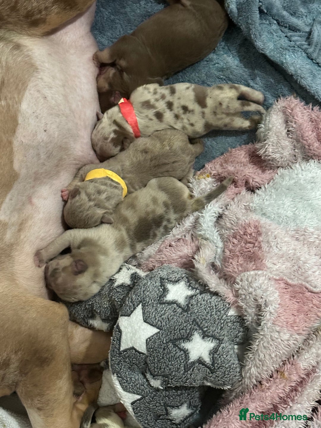 American Bully dogs for sale: Beautiful litter of 5 pocket bullies  - Image 1