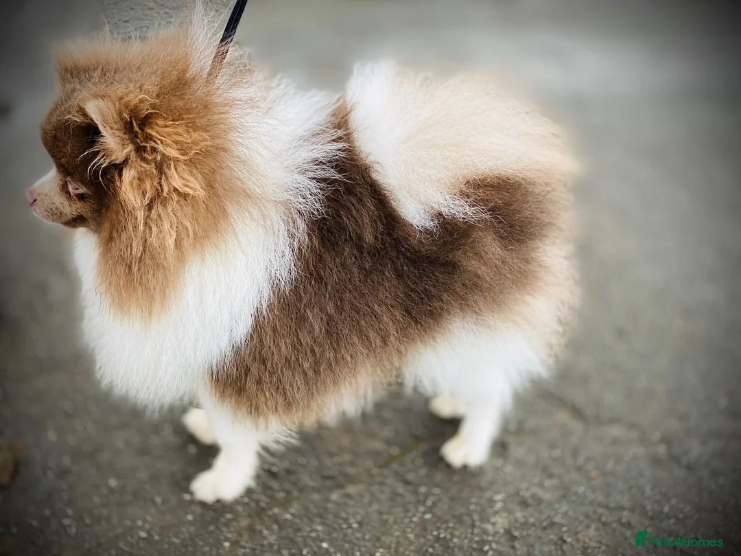Pomeranian dogs for stud: Tiny Lilac Parti Carrying Tan points in Dartford - Advert 2
