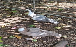 Ducks poultry for sale: Young Muscovy Ducks - Image 7