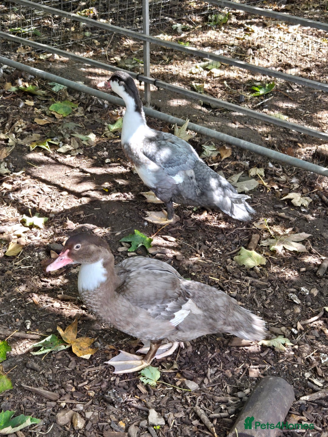 Ducks poultry for sale: Young Muscovy Ducks - Image 7