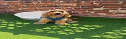 Cocker Spaniel dogs for sale: 🌟🌟🌟Beautiful English Gold Show Cocker Spaniel  - Advert 23