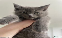 British Shorthair cats for sale: BTS x Ragdoll - Image 7