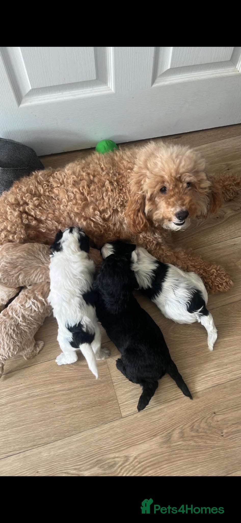 Mixed Breed dogs Cockerpoochion - Advert 2