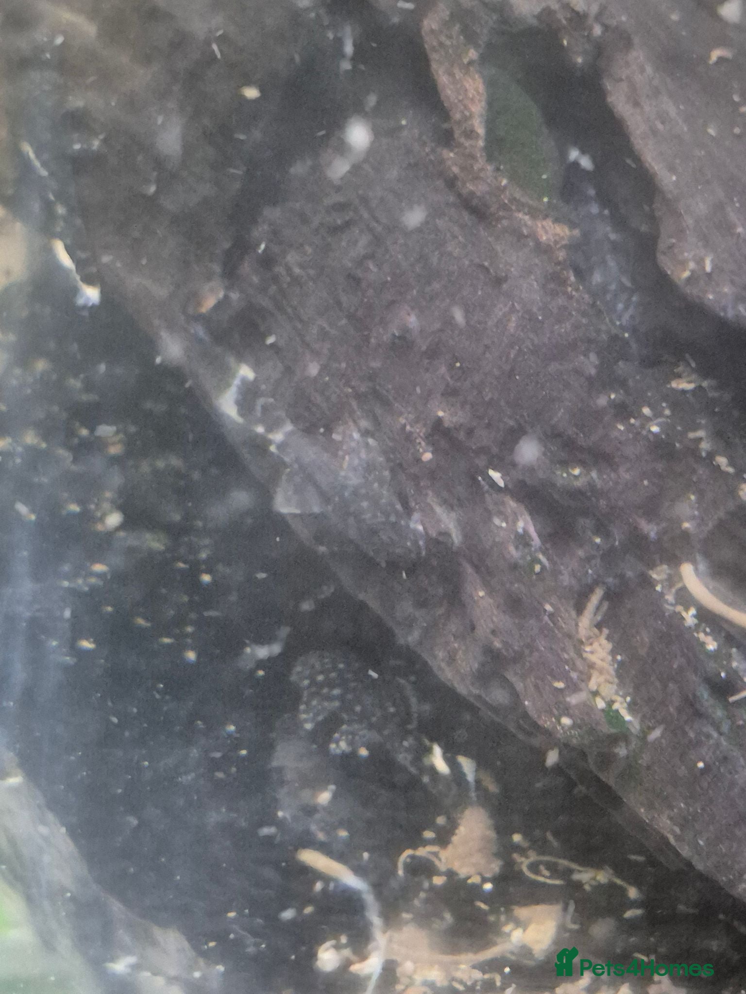 Catfish fish bristlenose catfish - Advert 2