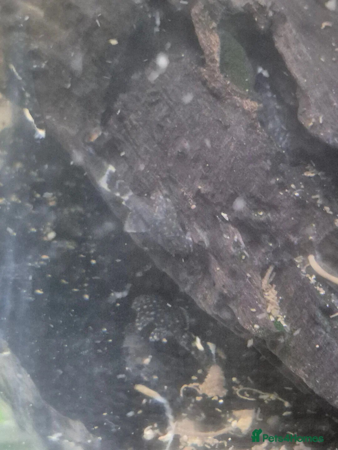 Catfish fish for sale: bristlenose catfish in Banbury - Advert 1