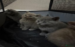 British Shorthair cats for sale: British Shorthair kitten  - Image 16