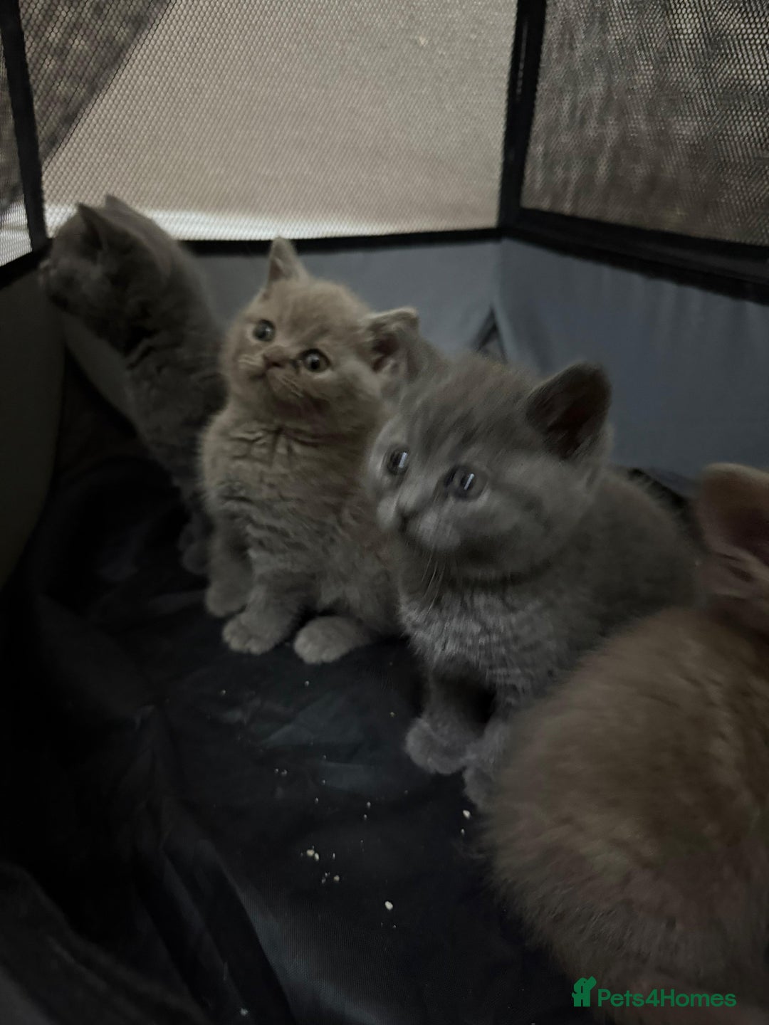 British Shorthair cats for sale: British Shorthair kitten  - Image 16