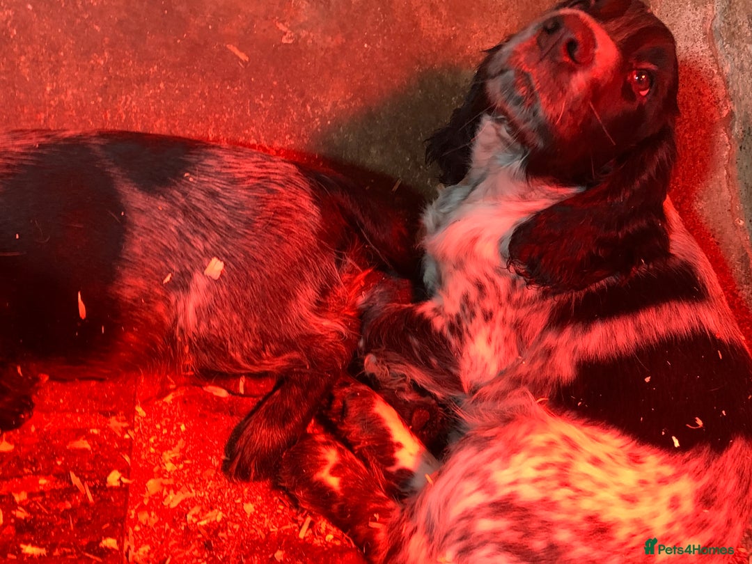 Sprocker dogs for sale: Beautiful Sprocker Puppies  - Image 7