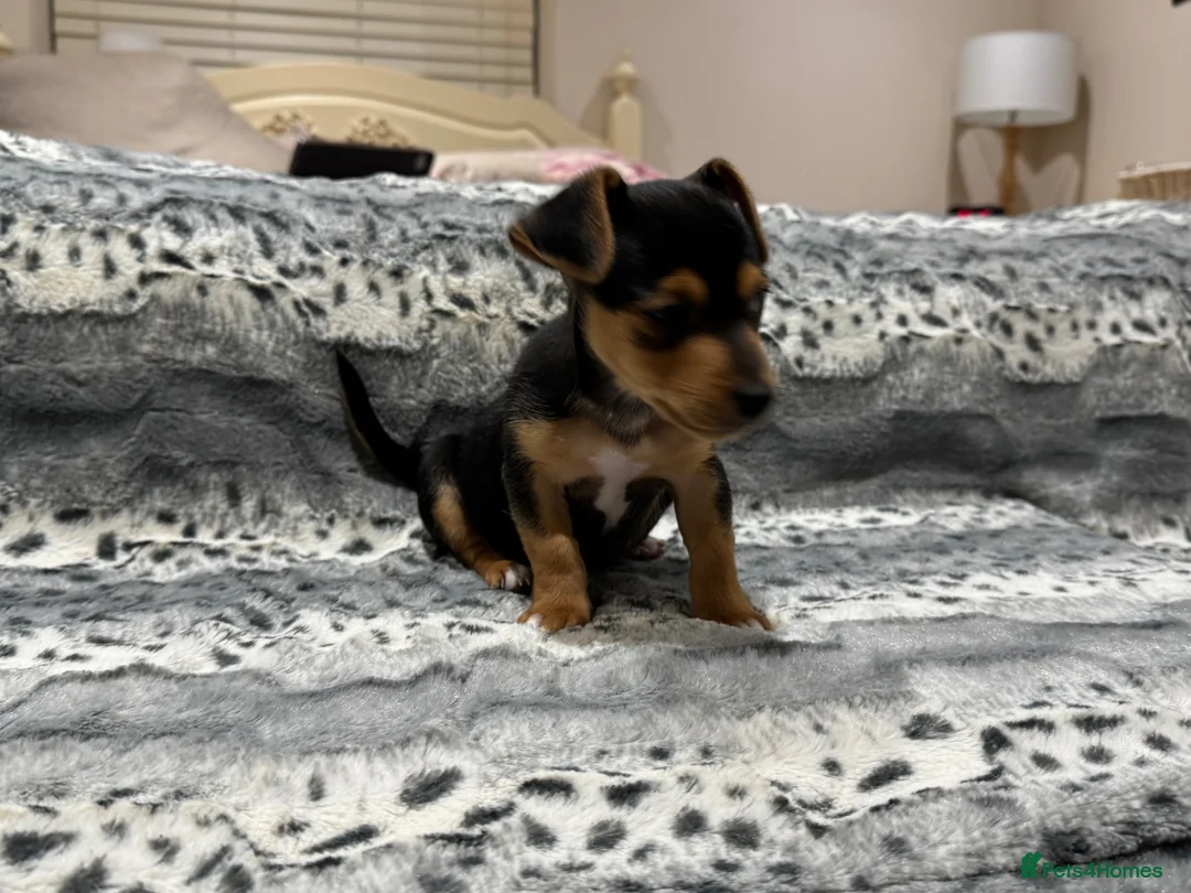 Jack Russell dogs for sale: Miniature Jack Russell - Ready Now - Advert 3