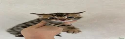 Bengal cats for sale: Perfect Bengal kittens  - Advert 11