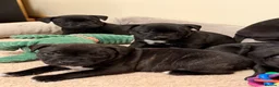 Staffordshire Bull Terrier dogs for sale: Chunky KC Registered Staffordshire Puppies - Advert 16