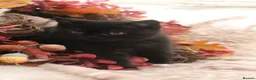 British Shorthair cats for sale: GCCF REG BLACK BRITISH SHORTHAIR BOY 🖤 - Advert 5