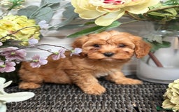 Cavapoo dogs for sale: Health tested TOY CAVAPOOS KC Parents - Image 35
