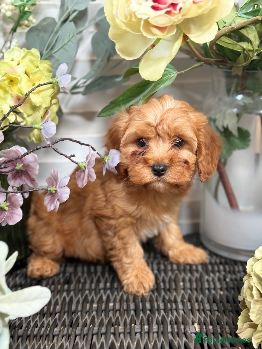 Cavapoo dogs for sale: Health tested TOY CAVAPOOS KC Parents - Image 35