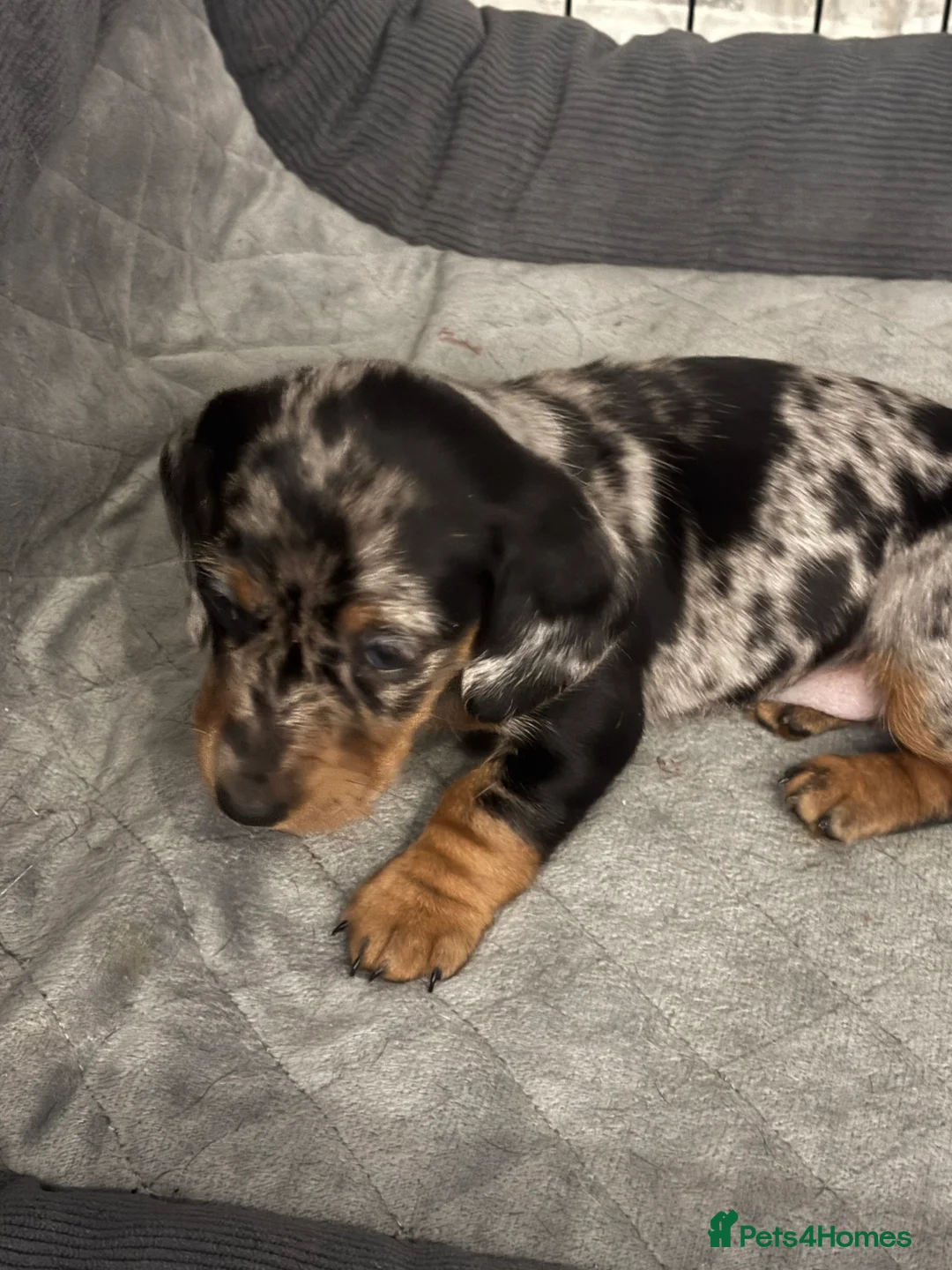 Dachshund dogs for sale: Miniature dashhound  - Advert 21