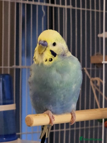 Budgerigars birds - Advert 3