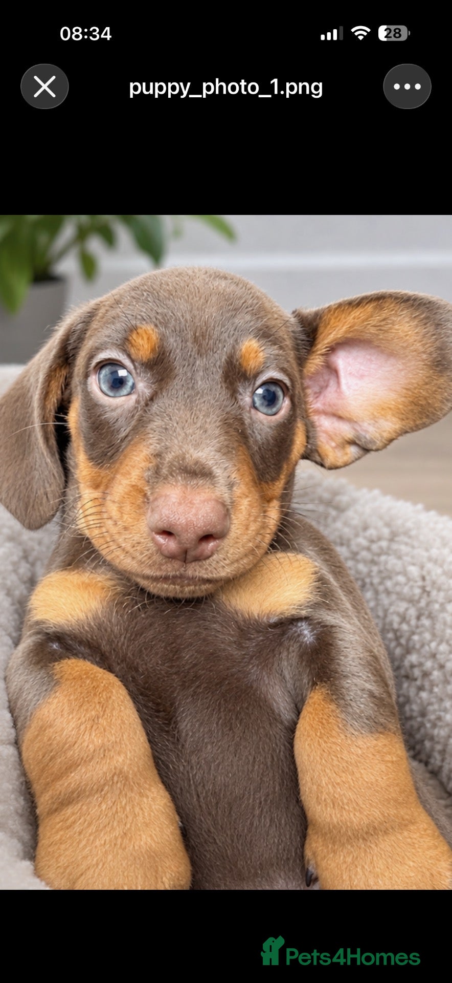 Miniature Dachshund dogs for sale: Our Therapy Dog Winnie had had 5 beauties  - Advert 1