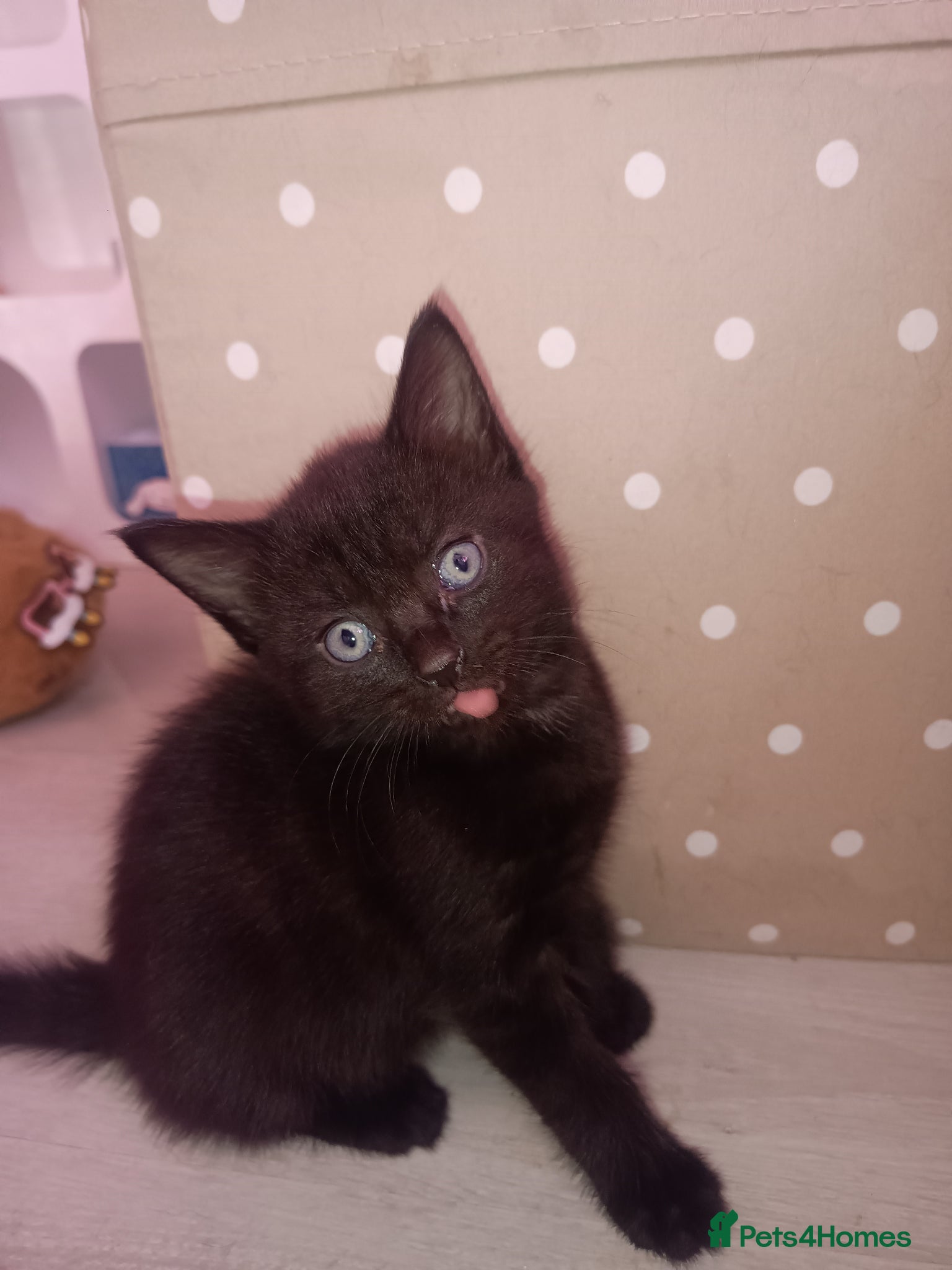 Mixed Breed cats Two females black kittens, ready to leave today  - Advert 1