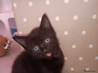 Mixed Breed cats Two females black kittens, ready to leave today - Advert 1